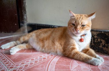 Yerde kırmızı kolyesi olan sevimli, kahverengi bir kedi..