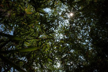 Doğal duvar kağıdı için yeşil yapraklı bambu bitkileri (Bambusa vulgaris).