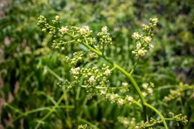 Close up of Kedondong, ambarella or june plum (Spondias dulcis) flowers, in shallow focus. clipart