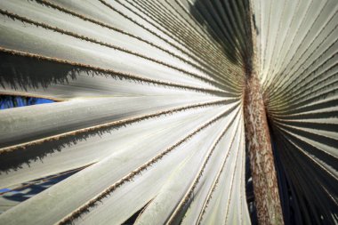 Bismarckia nobilis veya Bismarck palmiye yaprağı, bir politikacı için palmiye ağacı. Doğal arkaplan.