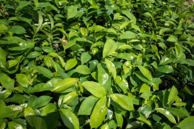 Soursop fideleri (Annona muricata L), diğer adıyla graviola, çocuk odasında, kanser ilaçlarının yerine kullanılabilecek bir bitki.