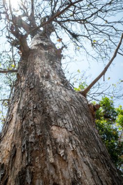 Ormanda mavi gökyüzü arka planına sahip kuru meşe ağaçları. Doğal duvar kağıdı.