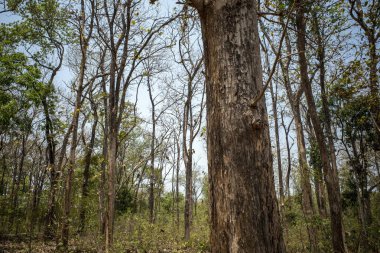 Ormanda mavi gökyüzü arka planına sahip kuru meşe ağaçları. Doğal duvar kağıdı.
