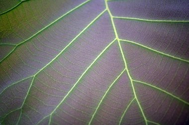 Meşe ağacının genç ve güzel yaprakları, genç yapraklar. Makro fotoğrafçılık.