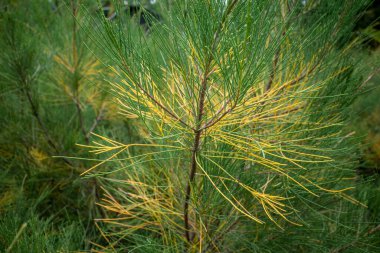 Cemara Udang, Australian pine tree or whistling pine tree (Casuarina equisetifolia) leaves, shallow focus. Natural background. clipart