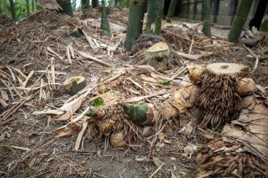 Yogyakarta, Endonezya 'daki tarım bahçesinde genç bambu filizleri (Bambusa vulgaris).