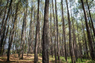 Pinus merkusii, Merkus çamı veya ormandaki Sumatra çam ağacı, doğal arka plan..