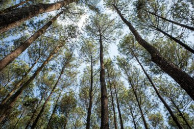 Pinus merkusii, Merkus çamı ya da Sumatra çamı tepe örtüsü, doğal orman arka planı.