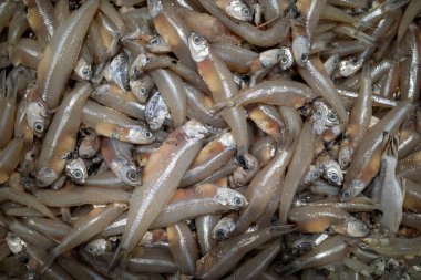 Süpermarkette bir yığın ançüez ya da gri ançüez. Balık arkaplanı.