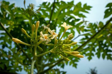 Papaya (Carica papaya L) ağaçta çiçek ve tomurcuklar.