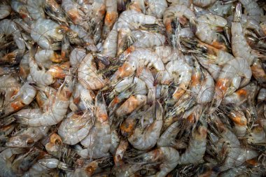 Udang, taze karides, Littopenaeus vannamei, Endonezya, Yogyakarta 'daki süpermarkette buzun üzerinde..