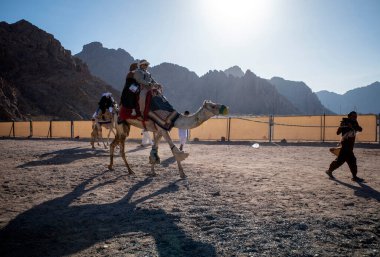 Medine, Suudi Arabistan - 2 Temmuz 2024: Medine Bölgesi yakınlarındaki çölde develer ve atlar Hac mevsiminde ziyaretçilere kiralandı.