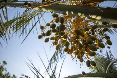 Yeşil hurma ağacı (Phoenix Dactylifera L) mavi gökyüzü arka planına sahiptir. Doğal duvar kağıdı.