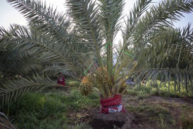 Yeşil hurma ağacı (Phoenix Dactylifera L) mavi gökyüzü arka planına sahiptir. Doğal duvar kağıdı.