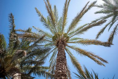 Yeşil hurma ağacı (Phoenix Dactylifera L) mavi gökyüzü arka planına sahiptir. Doğal duvar kağıdı.