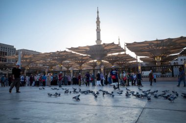 Medine, Suudi Arabistan - 3 Temmuz 2024: Suudi Arabistan 'da Mescidi Nabawi olarak da bilinen Hz. Muhammed Camii yakınlarındaki hacı ve güvercinler.