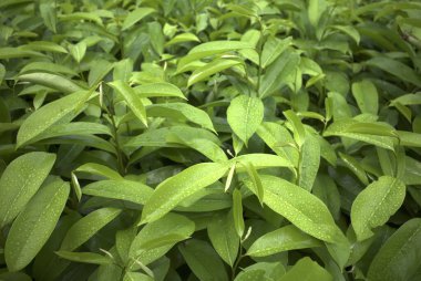 Soursop fideleri (Annona muricata L), Graviola olarak da adlandırılan yeşil yapraklar, çocuk odasında, kanser ilaçlarının yerine kullanılabilecek bir bitki..