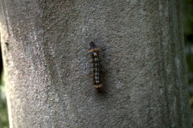 Kıllı bir tırtıl ya da bambu sapında sürünen Eupterote testacea..