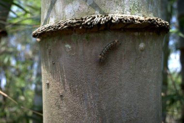 Kıllı bir tırtıl ya da bambu sapında sürünen Eupterote testacea..