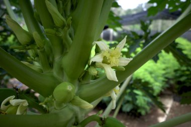 Papaya ağacının (Carica papaya) çiçeğini kapat, seçili odak noktası.