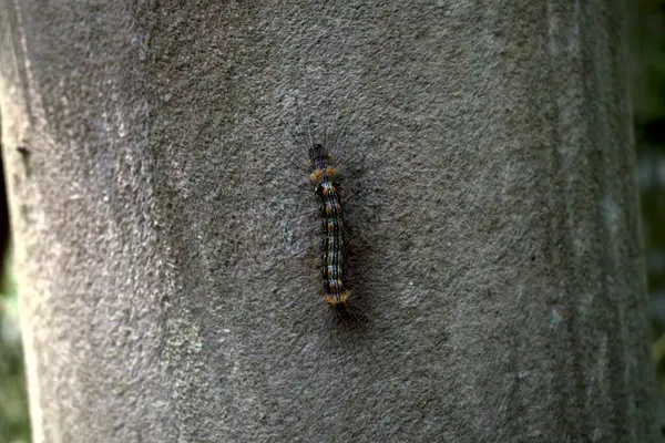 Kıllı bir tırtıl ya da bambu sapında sürünen Eupterote testacea..