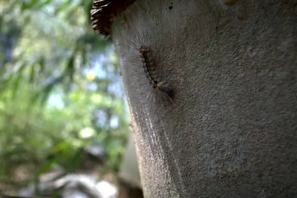 Kıllı bir tırtıl ya da bambu sapında sürünen Eupterote testacea..