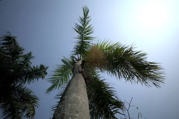 Areka fındık palmiyeleri, Betel fındığı, Betel palmiyesi (Areca catechu) ağaçta asılı..