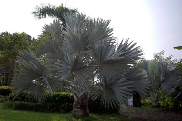 Bismarckia nobilis veya Bismarck palmiye yaprağı, bir politikacı için palmiye ağacı.