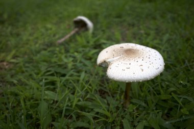 Endonezya 'da yağmur mevsiminde bir çayırda şemsiye mantarı ya da Macrolepiota procera.