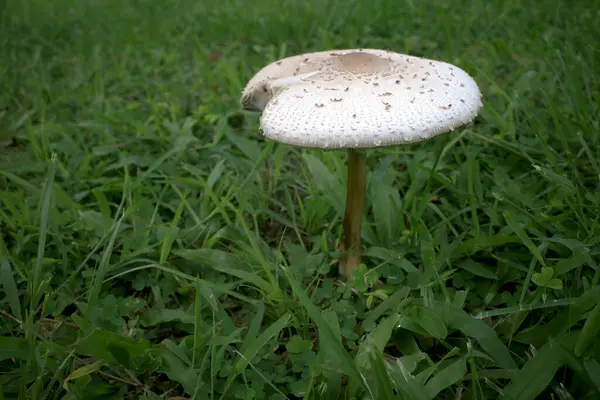 Endonezya 'da yağmur mevsiminde bir çayırda şemsiye mantarı ya da Macrolepiota procera.