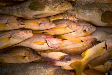 Kee Fish, Endonezya 'nın Batam şehrindeki Pasar Penuin Islak Pazarı' nda kahverengi çizgili Red Snapper balığı..