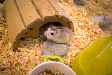 Sevimli Roborovski Cüce Hamsterlar, sevimli hamsterlar evlerinden gizlice dışarı bakıyor..