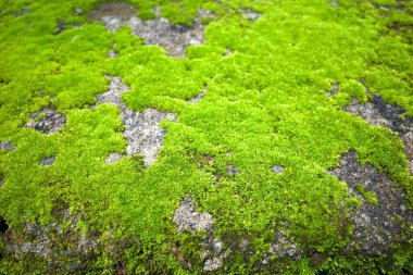 Sığ odak noktasında taşın üzerinde yeşil yosun var. Doğal duvar kağıdı arka planı.