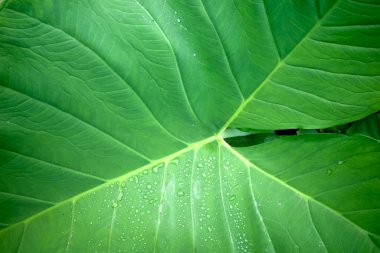 Yeşil Colocasia esculenta ya da taro yaprağına su sıçraması. Doğal arkaplan.