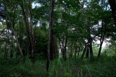 Maun ağacı, Swietenia makrophylla ormanı Gunung Kidul, Yogyakarta, Endonezya.