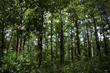 Tik ağaçları (Tectona grandis) Gunung Kidul, Yogyakarta, Endonezya 'daki orman plantasyonu.