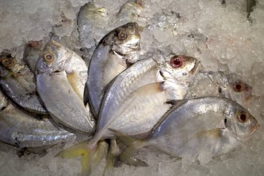 Malabar trevally (Carangoides malabaricus), Endonezya 'nın Yogyakarta kentindeki süpermarkette buzdaki taze balık..