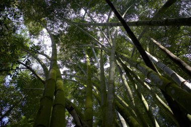 Doğal duvar kağıdı için yeşil yapraklı bambu bitkileri (Bambusa vulgaris).