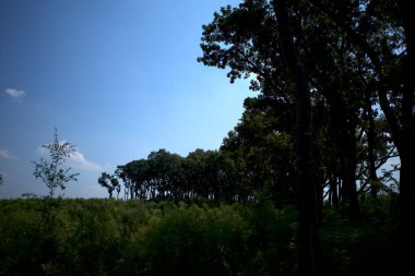 Maun ağacı, Swietenia makrophylla ormanı Gunung Kidul, Yogyakarta, Endonezya.