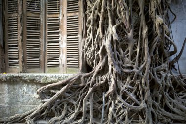 Ficus retusa, Ficus truncata kökü destekli, doğal arka planı olan eski bir meşe ağacı penceresi..