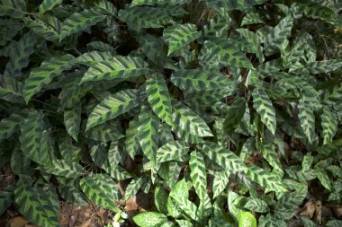 Goeppertia louisae, Calathea louisae yeşil yaprakları, genellikle Zebra Bitkisi olarak bilinir..