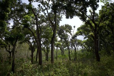 Maun ağaçları, Swietenia makrophylla ormanı Gunung Kidul, Yogyakarta, Endonezya.