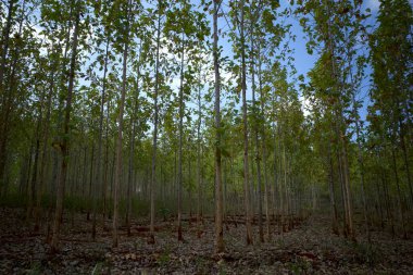 Gunung Kidul, Yogyakarta, Endonezya 'daki Young Tak (Tectona Grandis) orman çiftliği.