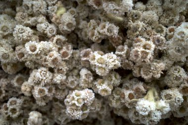 Cava Edelweiss çiçeği, Anaphalis javanica, sonsuz çiçek, Endonezya 'ya özgü bir bitki türü, özellikle güney Sumatera' nın dağlık bölgelerinde..