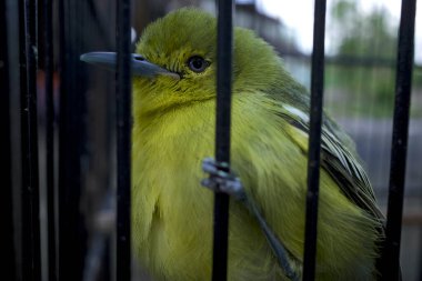 Genç yeşil bir Cipoh sirtu kuşu, kafese tünemiş Iora (Aegithina tiphia).
