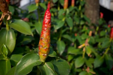 Kızıl sarmal kızıl bir çiçeğe (Costus Woodsonii) yemyeşil yapraklı yakın plan.