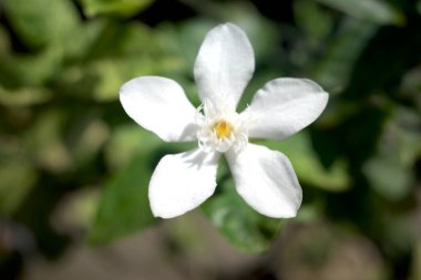 Beyaz yasemin çiçeği Wrightia antidysenterica 'ya yaklaş..