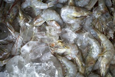 Udang, taze karides, Littopenaeus vannamei, Endonezya, Yogyakarta 'daki süpermarkette buzun üzerinde..