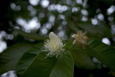 Guava çiçekleri (Psidium guajava L) güzel bokeh arkaplanlı.