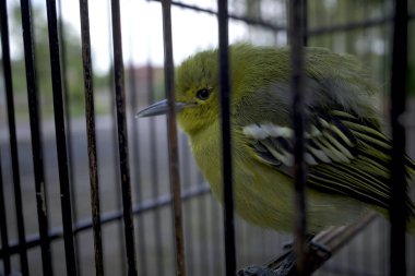 Genç yeşil bir Cipoh sirtu kuşu, kafese tünemiş Iora (Aegithina tiphia).